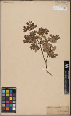 Foto von Salix aurita L.